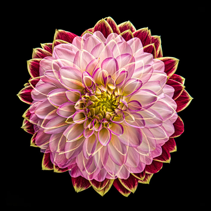 Dahlia 141