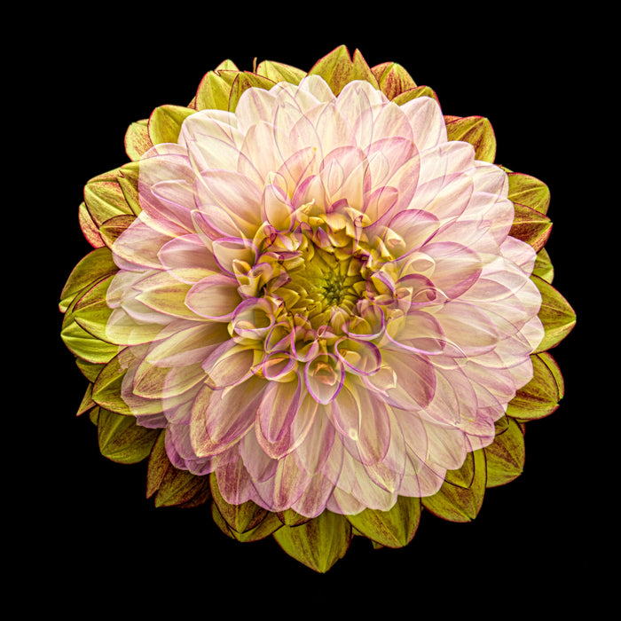 Dahlia 142