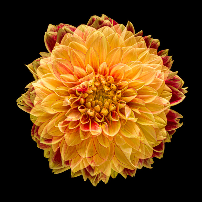 Dahlia 143