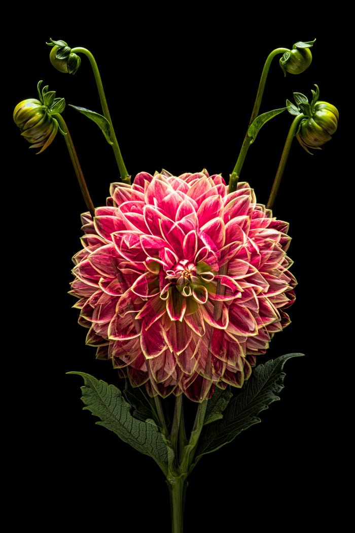 Dahlia 152