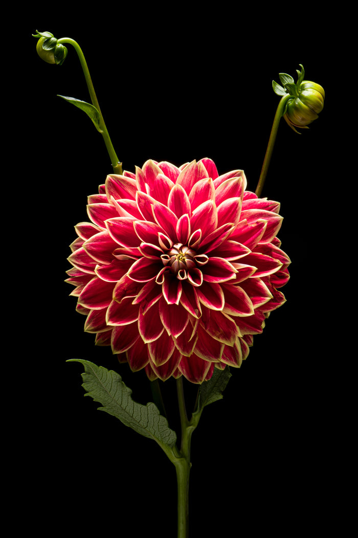 Dahlia 153