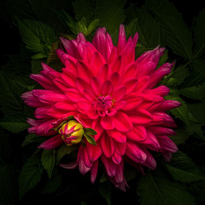 Dahlia 33