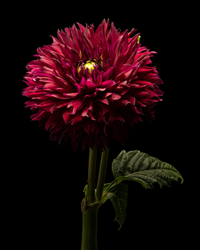 Dahlia 41