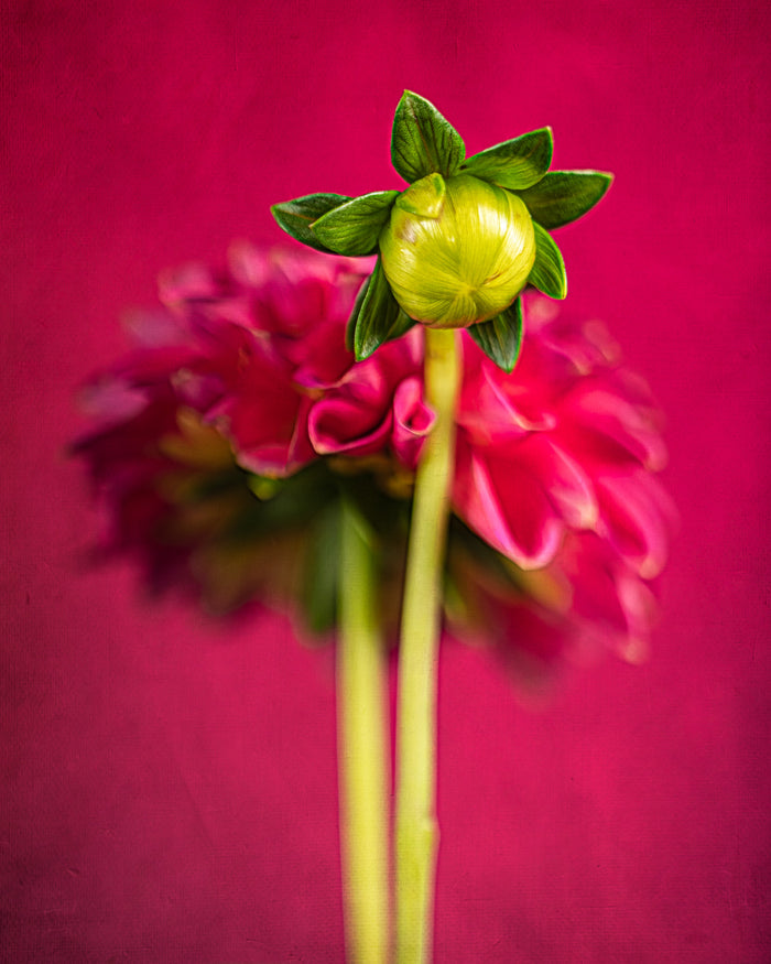 Dahlia 60