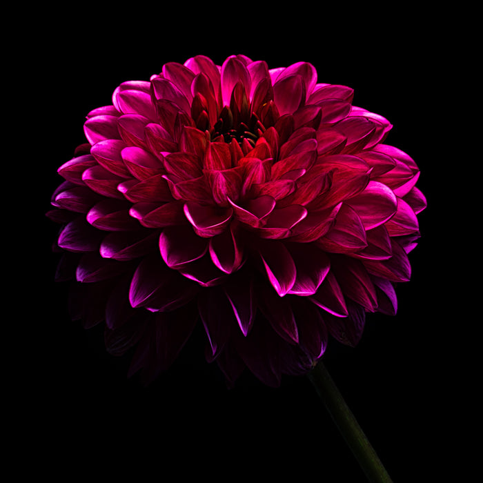 Dahlia 71