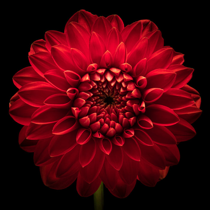Dahlia 78