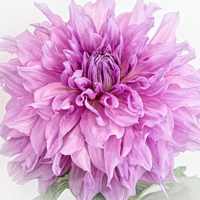 Dahlia 87