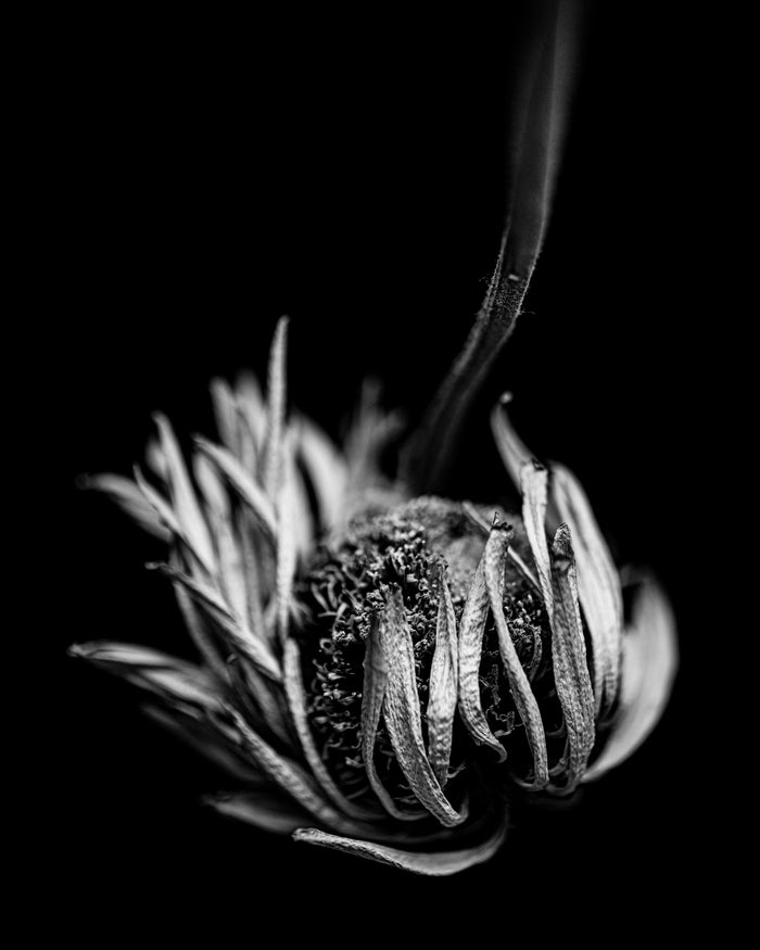 Daisy 4