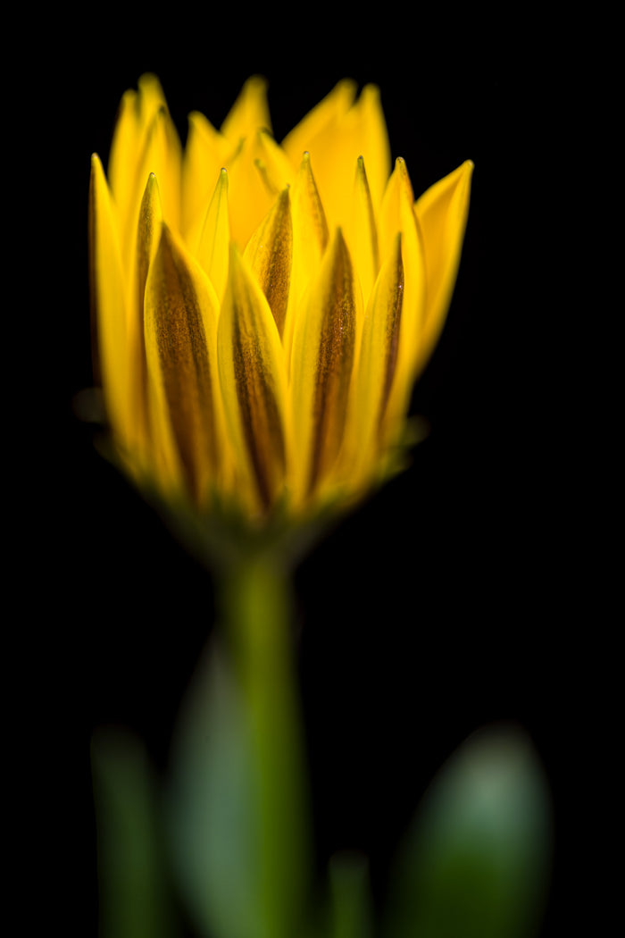 Daisy 5