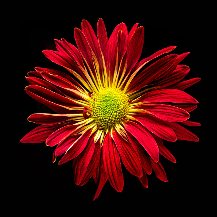 Daisy 9