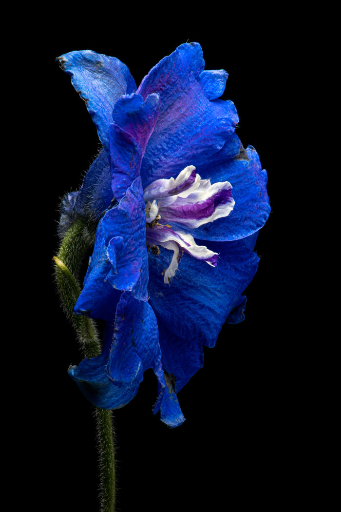 Delphinium 4