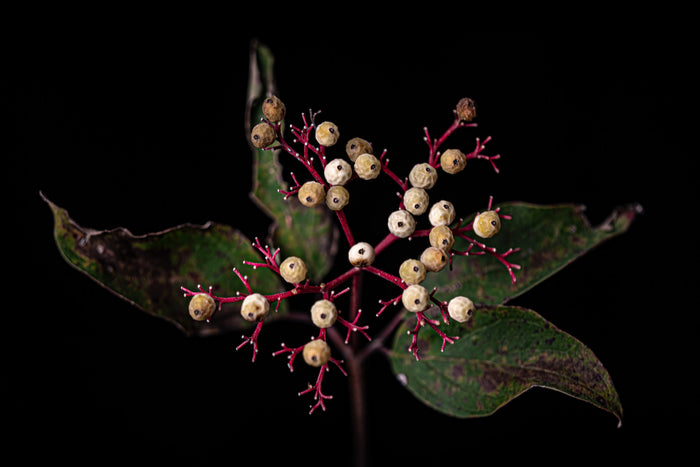 Dogwood 2