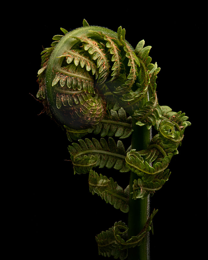 Fern 5