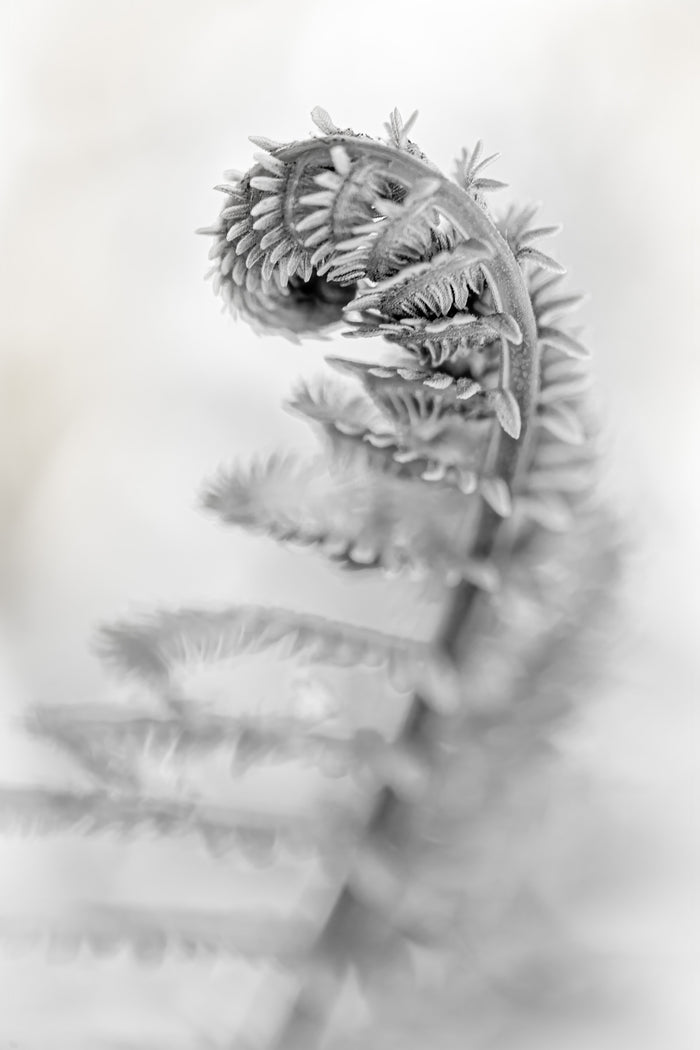 Fern 6