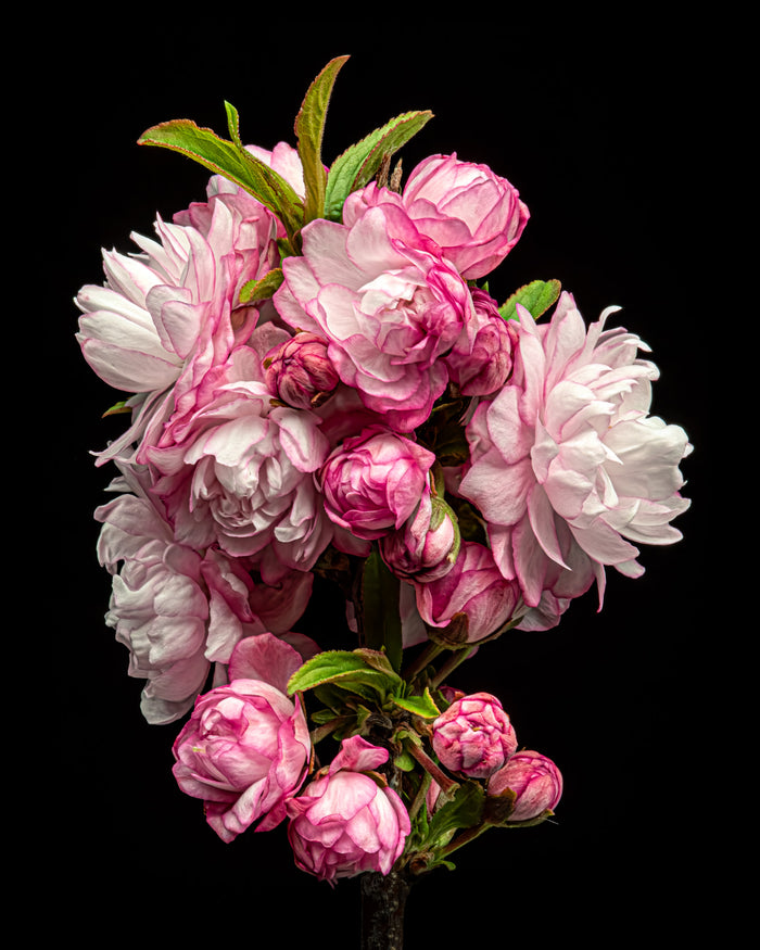 Flowering Almond 3