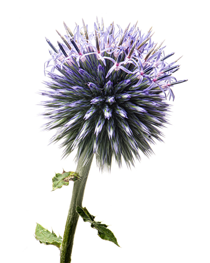 Globe Thistle 3