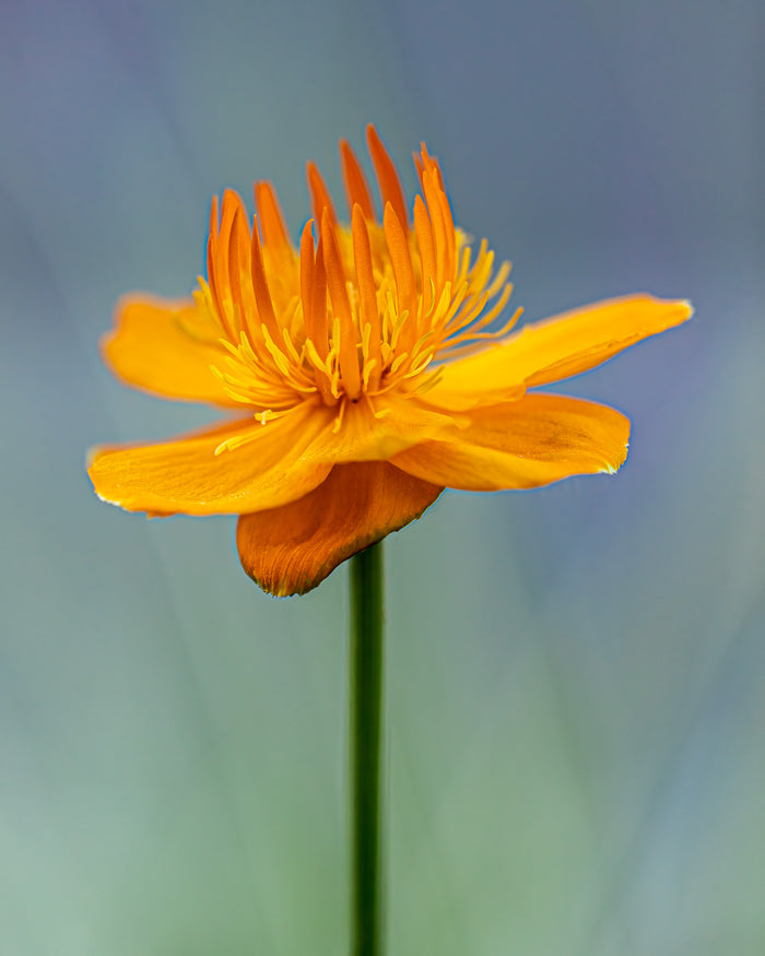 Globeflower 1