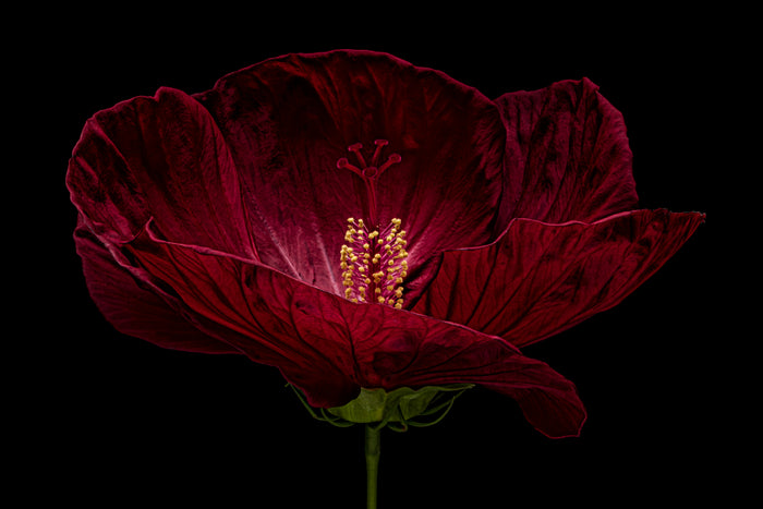Hardy Hibiscus 6
