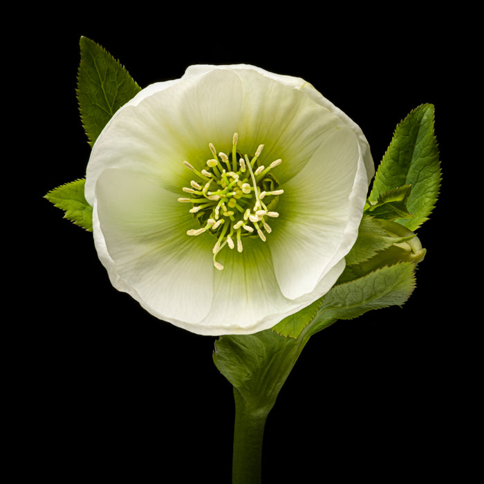Hellebore 10