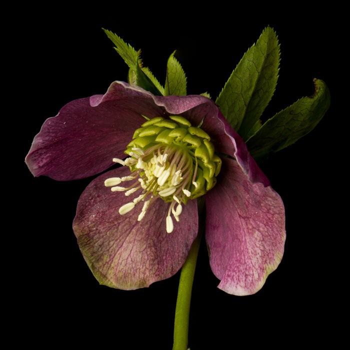 Hellebore 13