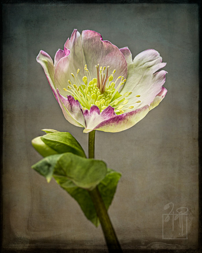 Hellebore 5