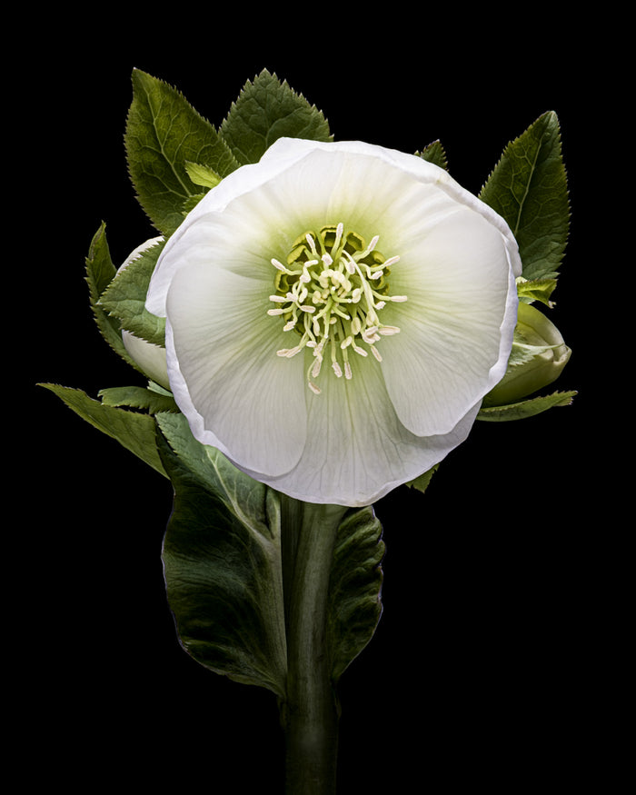 Hellebore 6