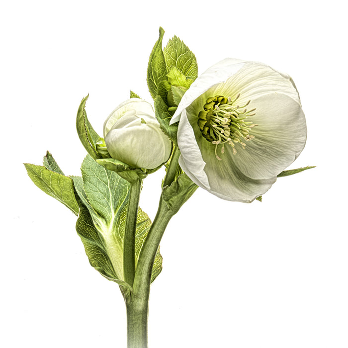 Hellebore 7