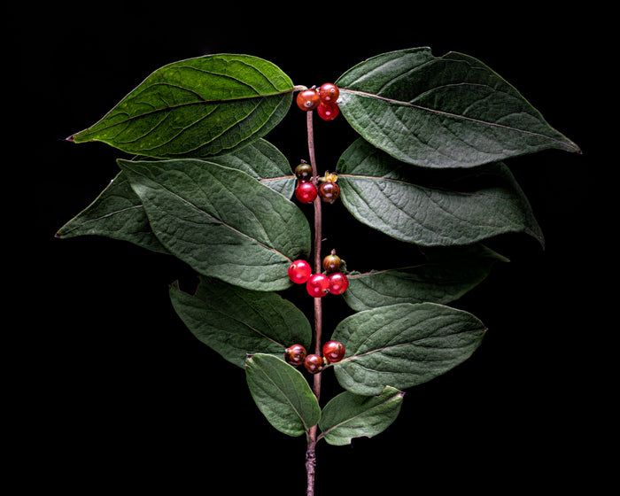 Honeysuckle 1