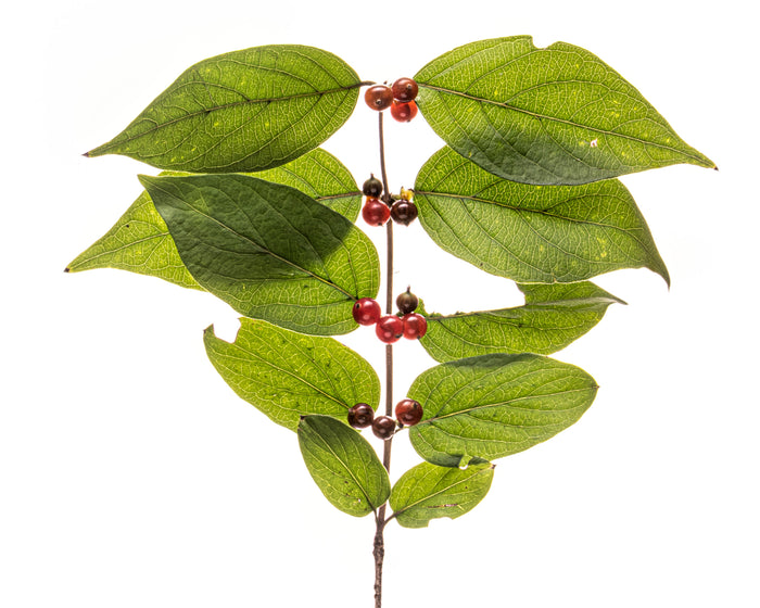 Honeysuckle 2