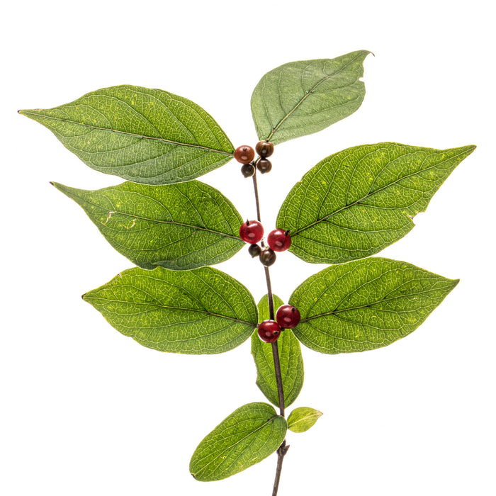 Honeysuckle 3