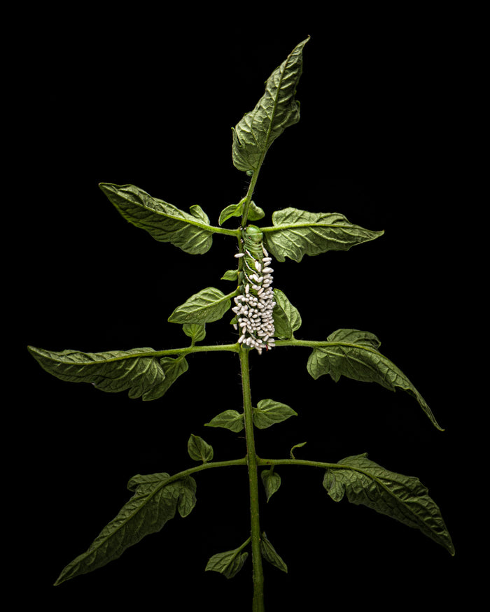 Hornworm 1