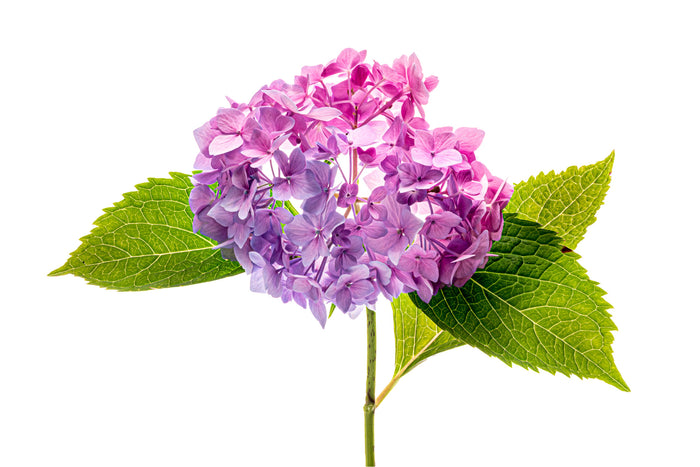 Hydrangea 1