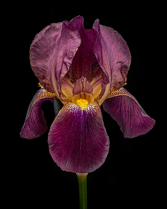 Iris 11