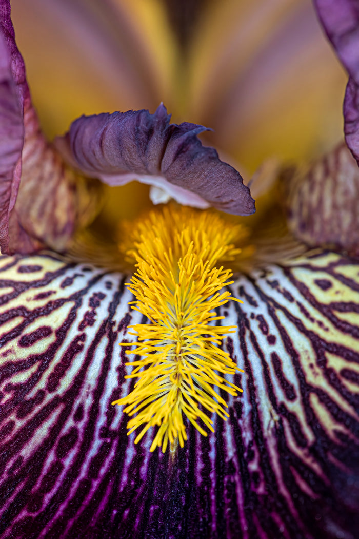 Iris 12