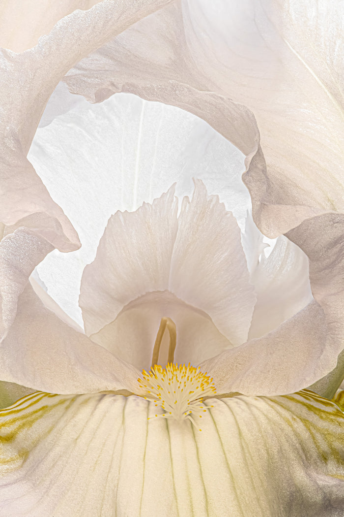 Iris 15