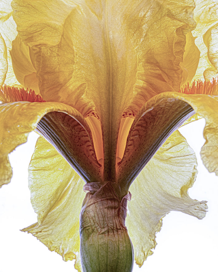 Iris 16