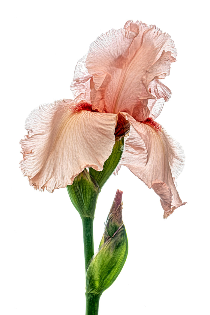 Iris 19