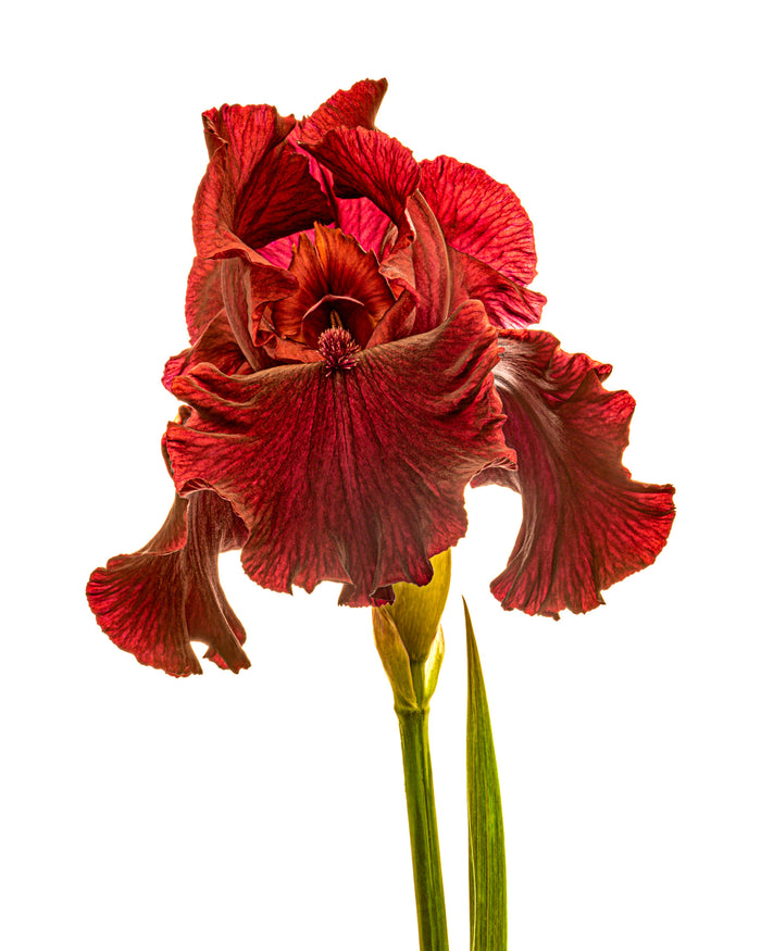 Iris 21