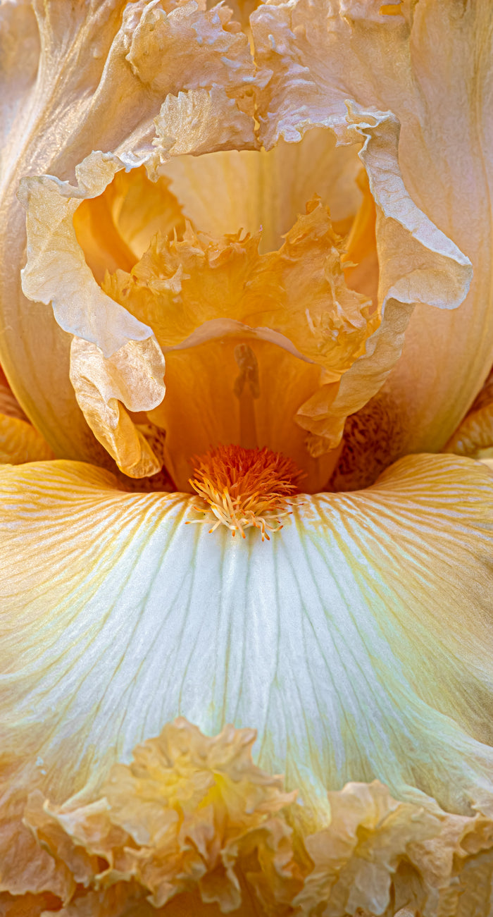 Iris 25