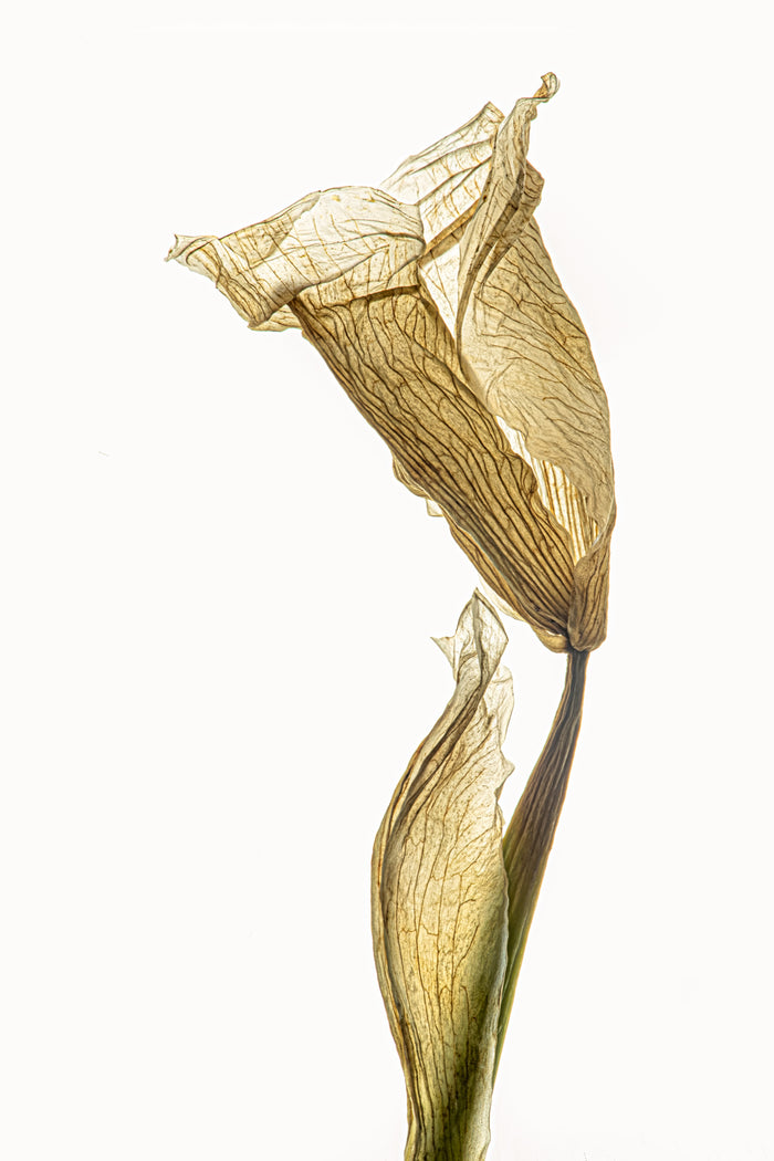Iris 27