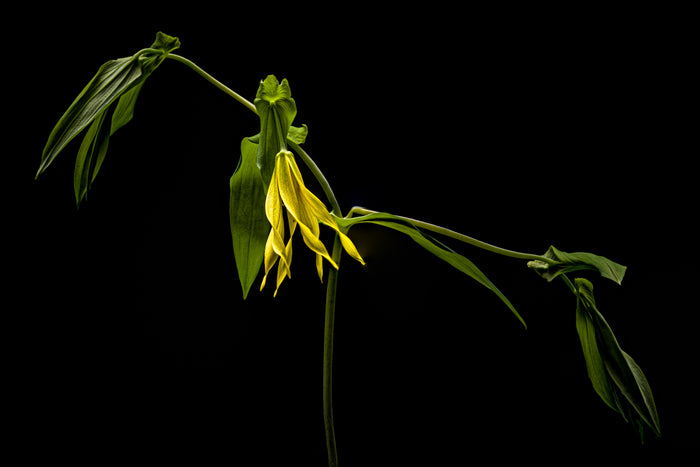 Largeflower Bellwort 3