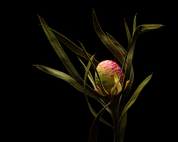 Leucadendron 4