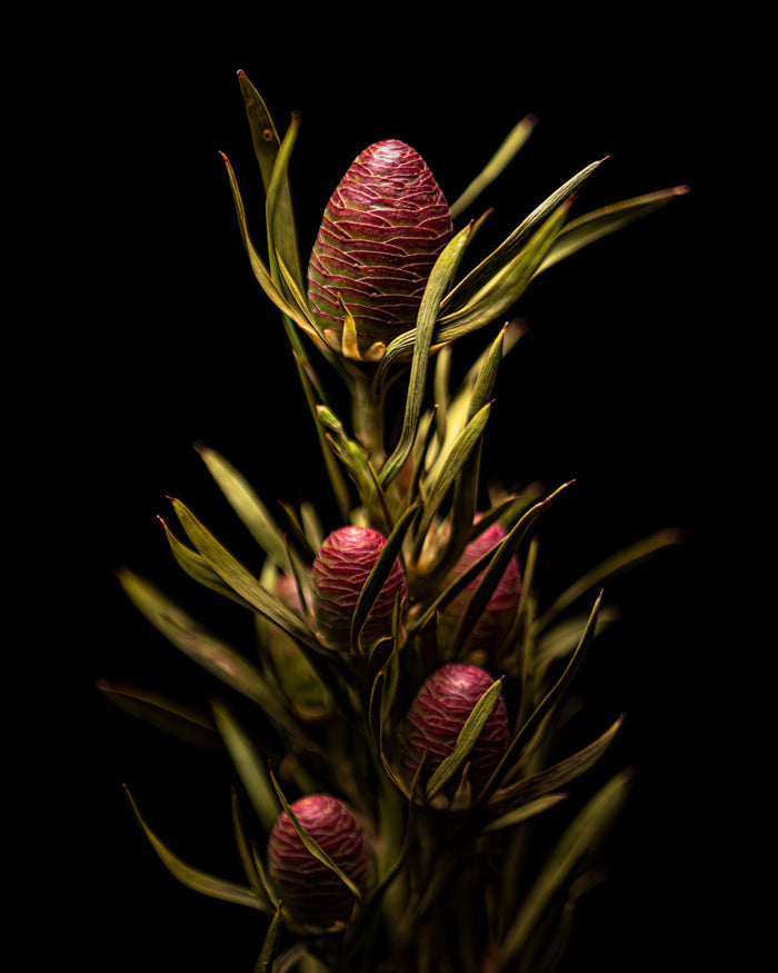 Leucadendron 5
