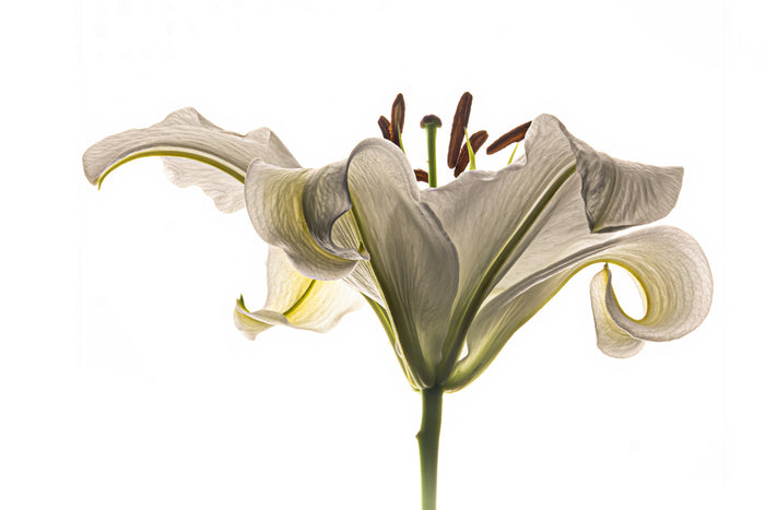 Lily 14