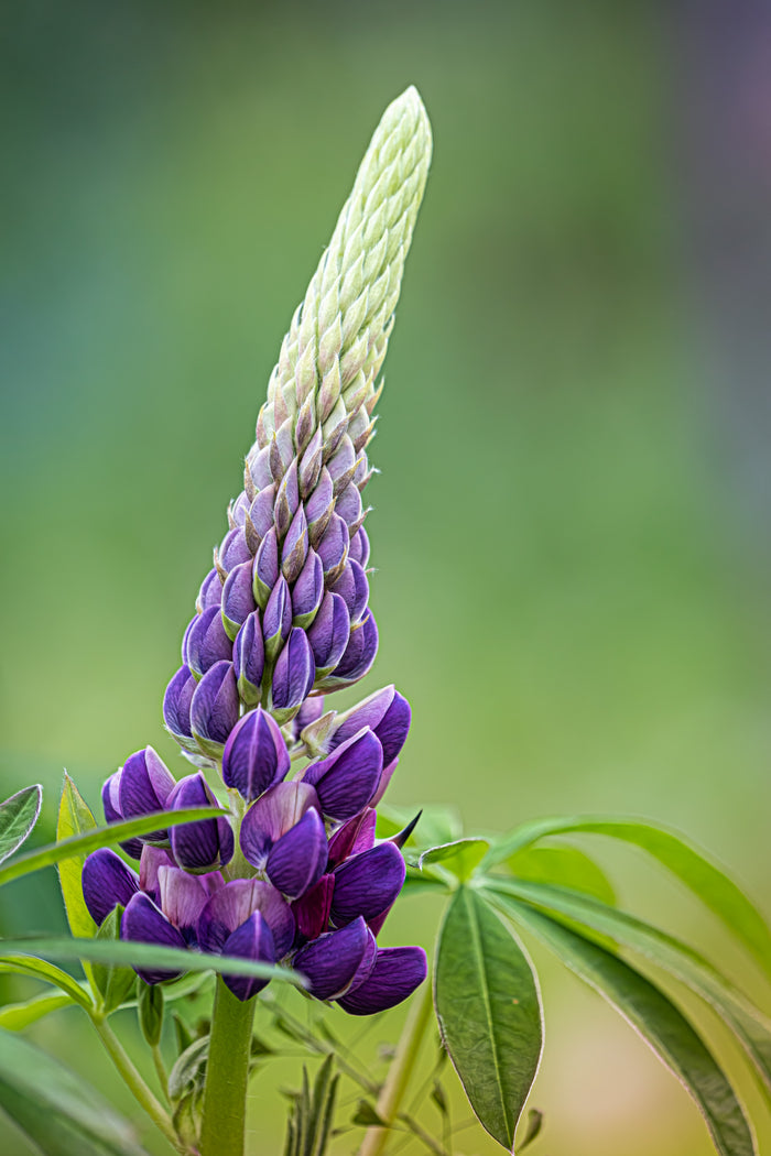Lupine 2