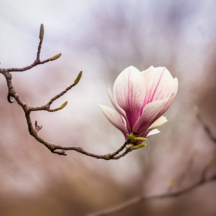 Magnolia 14