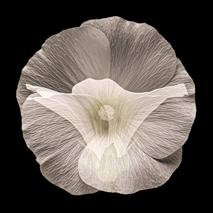 Musk Mallow 2