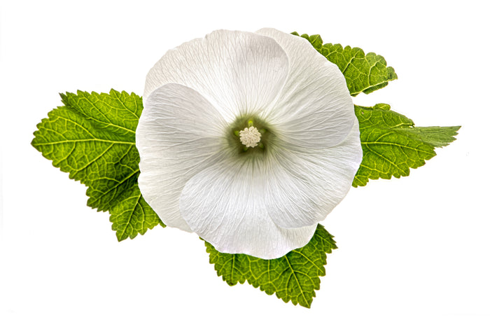 Musk Mallow 4