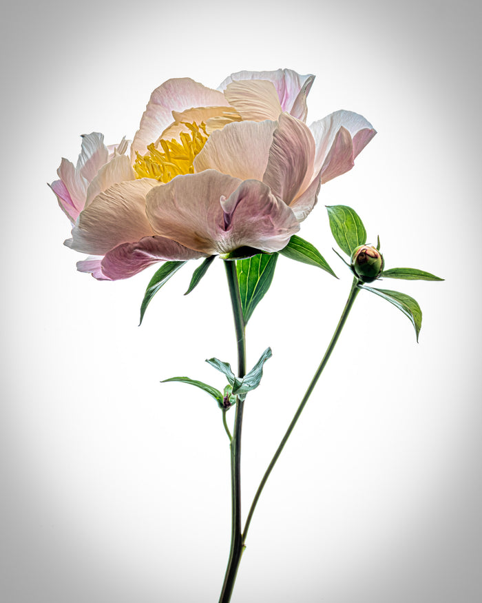 Peony 20