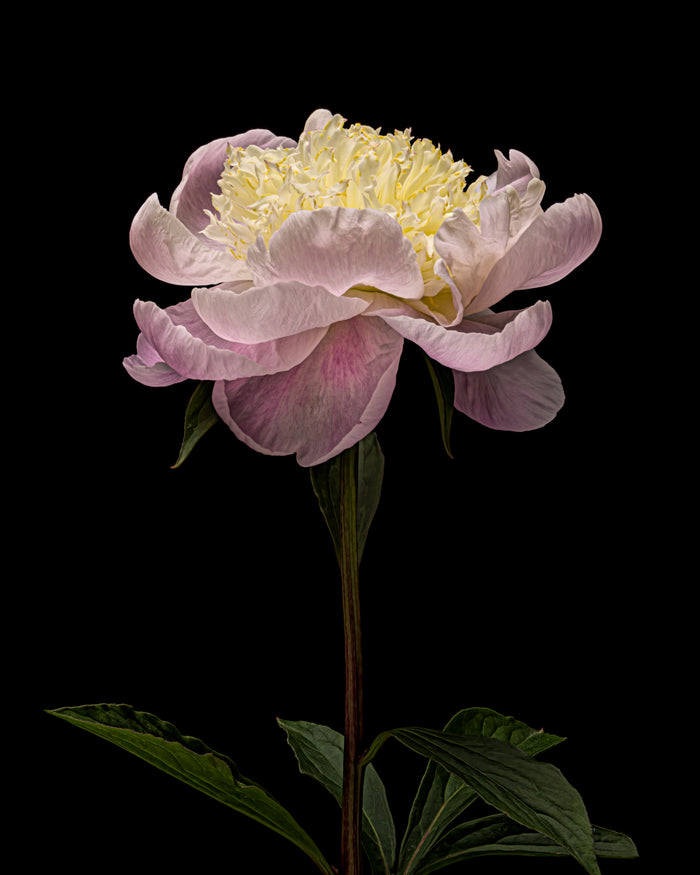 Peony 29